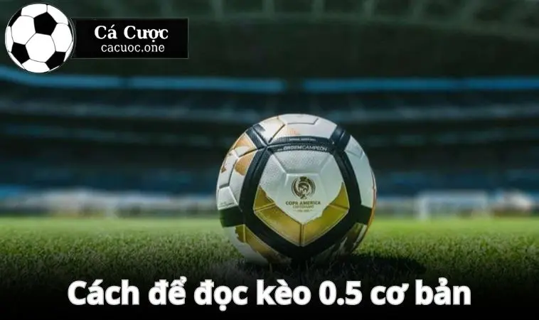 keo 0.5 la gi cach doc co ban Cách để đọc kèo 0.5 cơ bản, dễ hiểu cho người mới